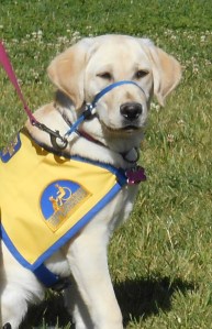 Yvette - Service Puppy in Training